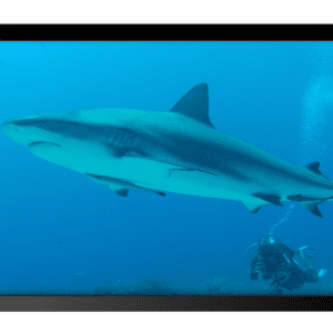 Sharks in Honduras