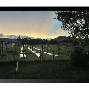 Wyoming Vineyard Sunset