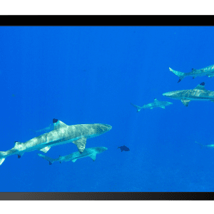 Black Tip Sharks Bora Bora